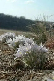 Anemone Pasque Flowers Seeds-White,Perennial !.