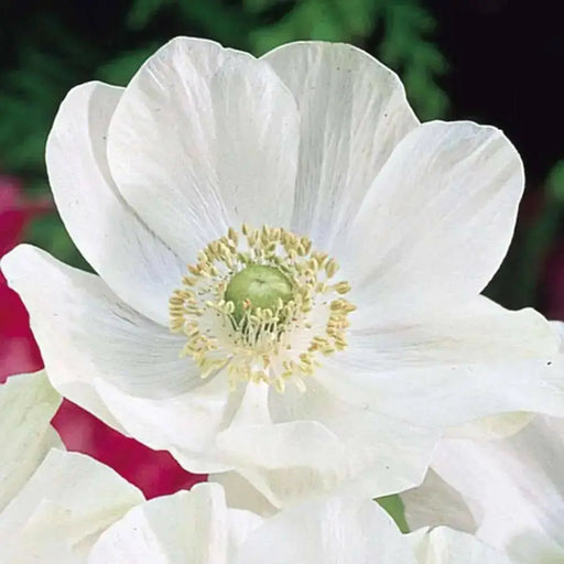 Anemone de Caen "The Bride"  Hardy Perennial - Caribbean garden seed
