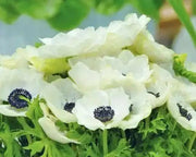 Anemone de Caen "The Bride"  Hardy Perennial - Caribbean garden seed