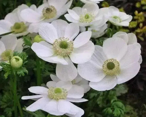 Anemone de Caen "The Bride"  Hardy Perennial - Caribbean garden seed