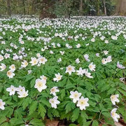 Anemone de Caen "The Bride"  Hardy Perennial - Caribbean garden seed