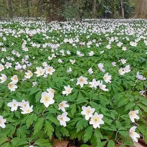 Anemone de Caen "The Bride"  Hardy Perennial - Caribbean garden seed