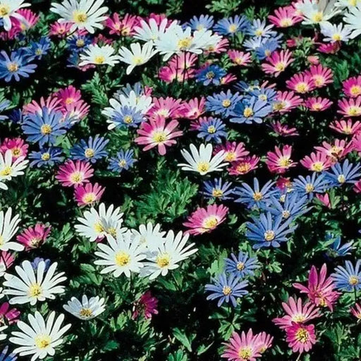 Anemone 'Windflower' Bulbs (  Blanda Mixed ) Hardy Perennial - Caribbean garden seed