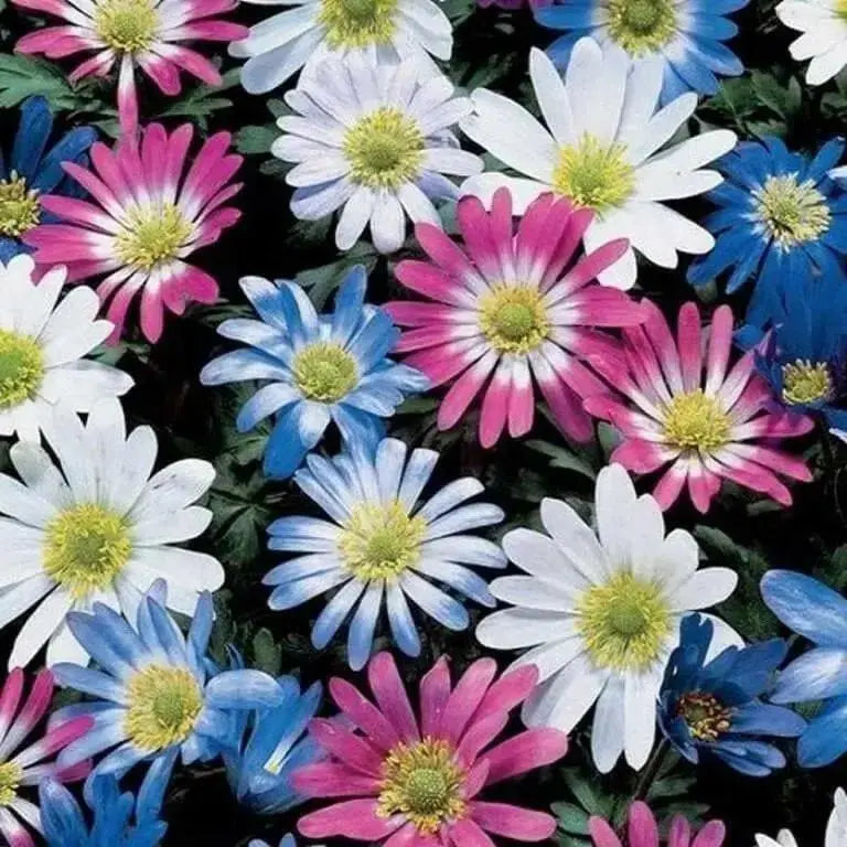 Anemone 'Windflower' Bulbs (  Blanda Mixed ) Hardy Perennial - Caribbean garden seed