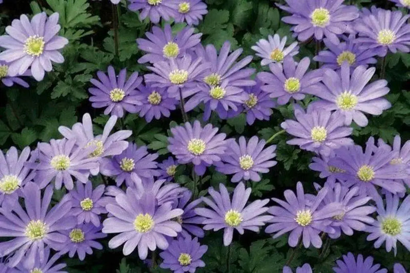 Anemone 'Windflower' Bulbs (  Blanda Mixed ) Hardy Perennial - Caribbean garden seed