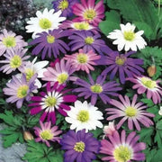 Anemone 'Windflower' Bulbs (  Blanda Mixed ) Hardy Perennial - Caribbean garden seed