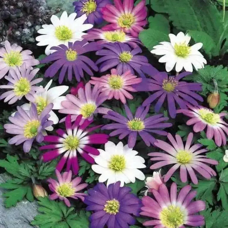 Anemone 'Windflower' Bulbs (  Blanda Mixed ) Hardy Perennial - Caribbean garden seed