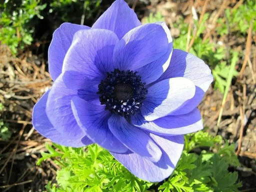 Anemone 'Mr Fokker' blue flowers - Caribbean garden seed