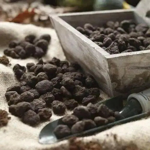 Anemone 'Mr Fokker' blue flowers - Caribbean garden seed