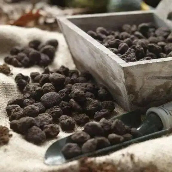 Anemone 'Mr Fokker' blue flowers - Caribbean garden seed