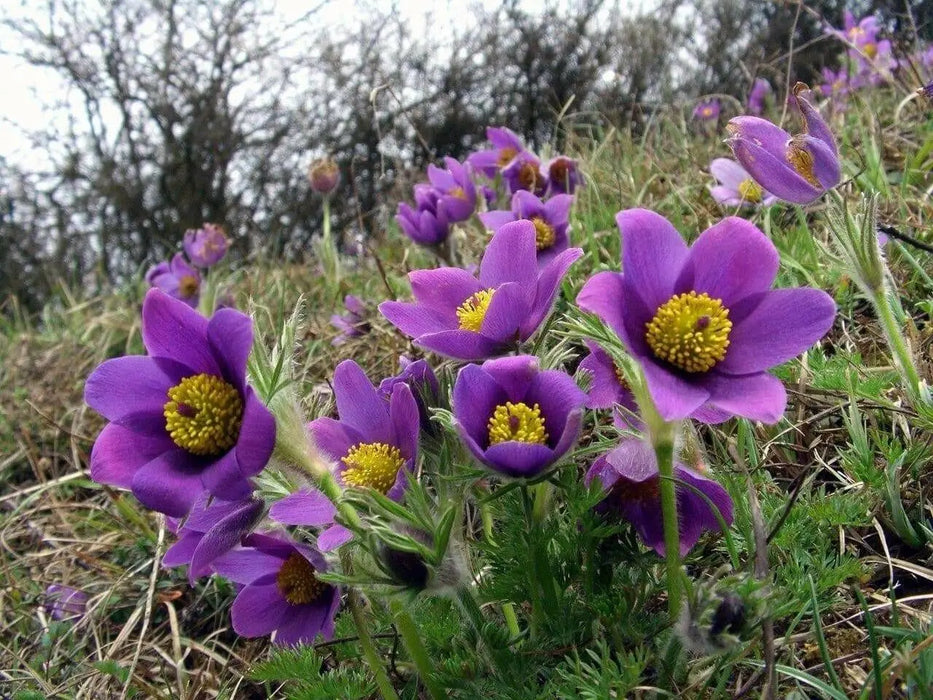 Anemone Pasque Flowers Seeds-VIOLET-BLUE PULSATILLA - Caribbean garden seed
