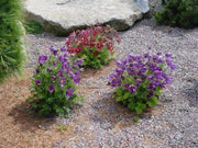 Anemone Pasque Flowers Seeds-VIOLET-BLUE PULSATILLA - Caribbean garden seed