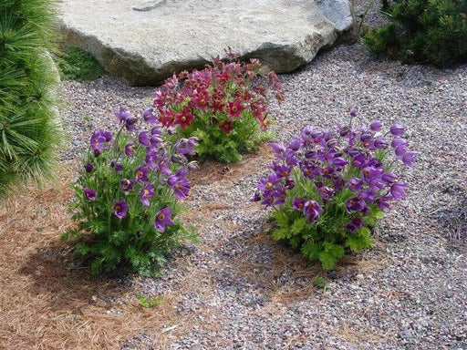 Anemone Pasque Flowers Seeds-VIOLET-BLUE PULSATILLA - Caribbean garden seed