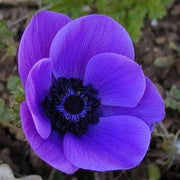 Anemone 'Mr Fokker' blue flowers - Caribbean garden seed
