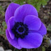 Anemone 'Mr Fokker' blue flowers - Caribbean garden seed