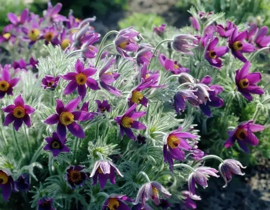 Anemone Pasque Flowers Seeds-VIOLET-BLUE PULSATILLA - Caribbean garden seed