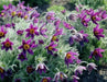 Anemone Pasque Flowers Seeds-VIOLET-BLUE PULSATILLA - Caribbean garden seed