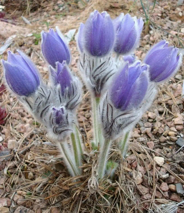 Anemone Pasque Flowers Seeds-VIOLET-BLUE PULSATILLA - Caribbean garden seed