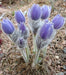 Anemone Pasque Flowers Seeds-VIOLET-BLUE PULSATILLA - Caribbean garden seed