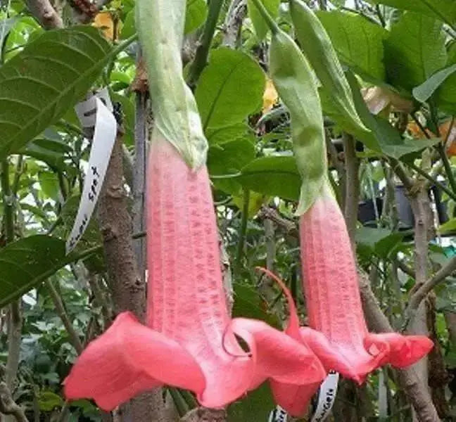 Angel Trumpet Seeds, PINK - Brugmansia suaveolens- Amazing tropical beauty - Caribbean garden seed