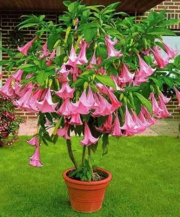 Angel Trumpet Seeds, PINK - Brugmansia suaveolens- Amazing tropical beauty - Caribbean garden seed