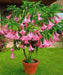 Angel Trumpet Seeds, PINK - Brugmansia suaveolens- Amazing tropical beauty - Caribbean garden seed