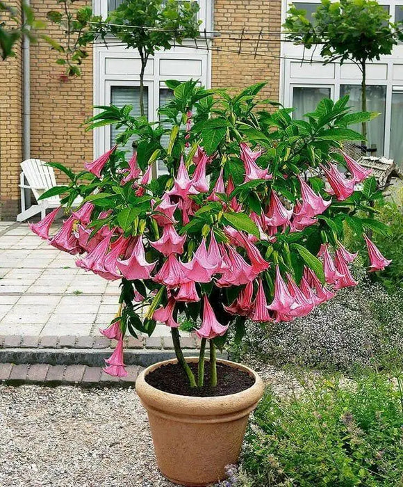 Angel Trumpet Seeds, PINK - Brugmansia suaveolens- Amazing tropical beauty - Caribbean garden seed