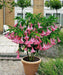 Angel Trumpet Seeds, PINK - Brugmansia suaveolens- Amazing tropical beauty - Caribbean garden seed