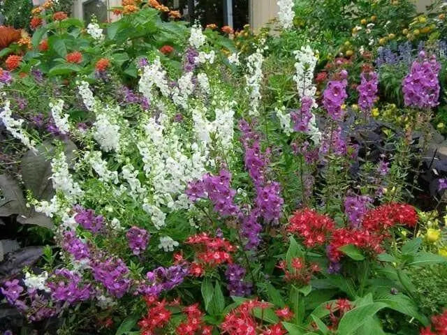 Angelonia Seeds - Mixed flowers seeds, perennial, - Caribbean garden seed