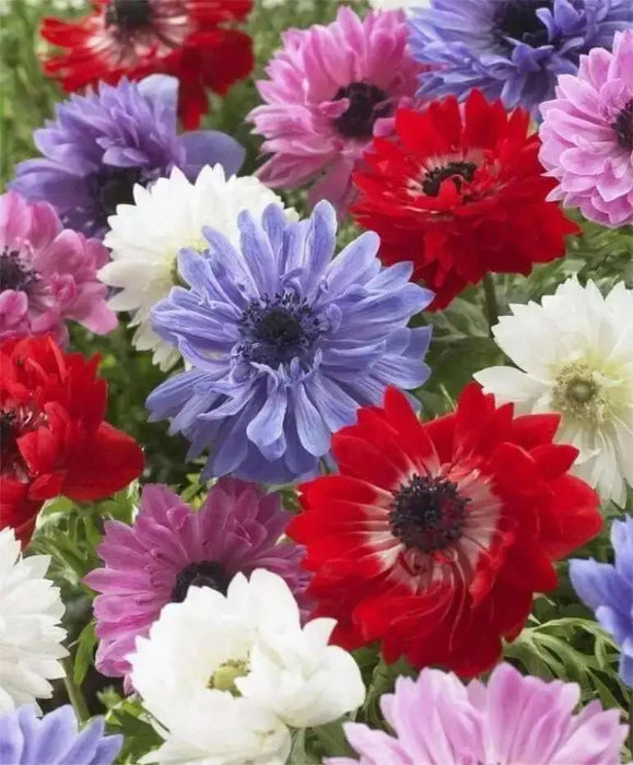 Anemone Bulbs - St Brigid Double Mix ~ Very Hardy Perennial - Caribbean garden seed