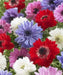 Anemone Bulbs - St Brigid Double Mix ~ Very Hardy Perennial - Caribbean garden seed
