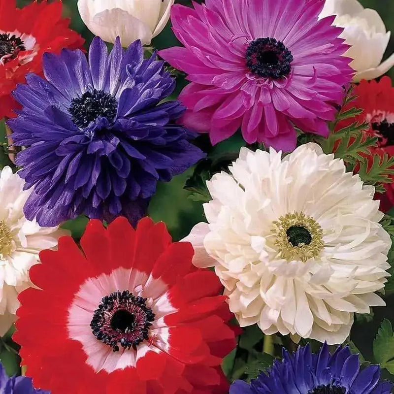 Anemone Bulbs - St Brigid Double Mix ~ Very Hardy Perennial - Caribbean garden seed