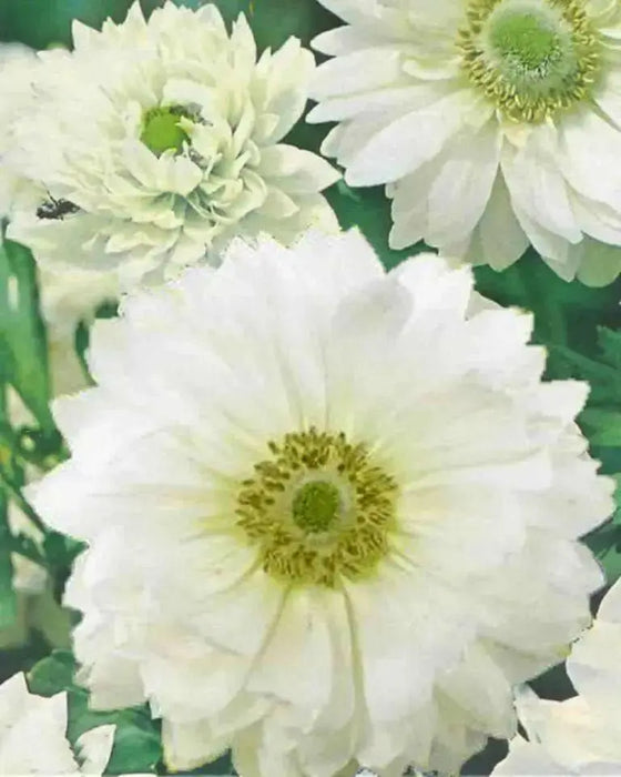 Anemone Bulbs - St Brigid Double Mix ~ Very Hardy Perennial - Caribbean garden seed
