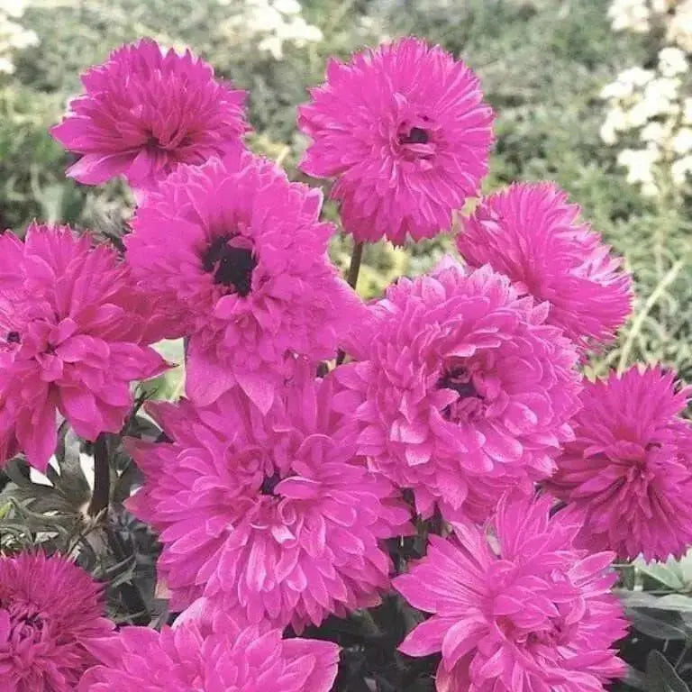 Anemone Bulbs - St Brigid Double Mix ~ Very Hardy Perennial - Caribbean garden seed