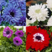 Anemone Bulbs - St Brigid Double Mix ~ Very Hardy Perennial - Caribbean garden seed