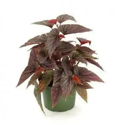 Angel Wing Begonia Maculata Pink Spot(  PLANTS) Fragrant PLANT - Caribbean garden seed