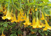 Angel Trumpet Yellow - TROPINCAL Flowers Seeds - Caribbean garden seed