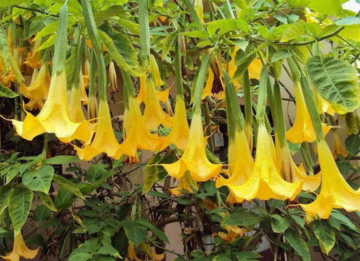 Angel Trumpet Yellow - TROPINCAL Flowers Seeds - Caribbean garden seed