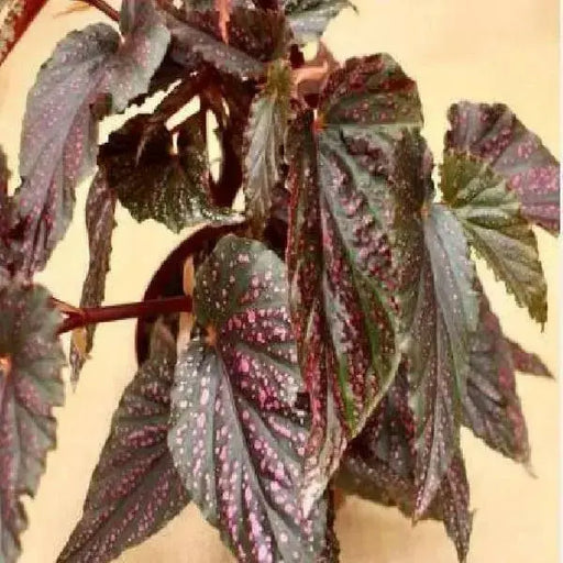 Angel Wing Begonia Maculata Pink Spot(  PLANTS) Fragrant PLANT - Caribbean garden seed