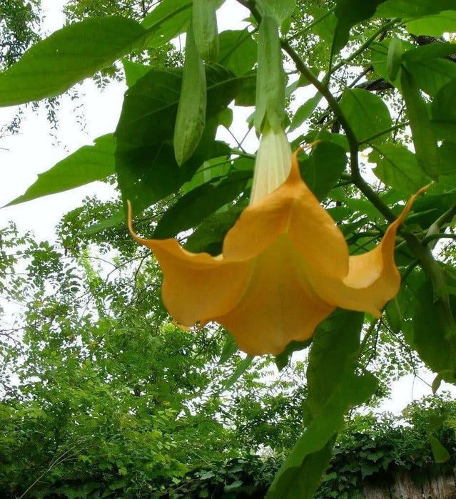 Angel Trumpet Yellow - TROPINCAL Flowers Seeds - Caribbean garden seed