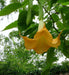 Angel Trumpet Yellow - TROPINCAL Flowers Seeds - Caribbean garden seed