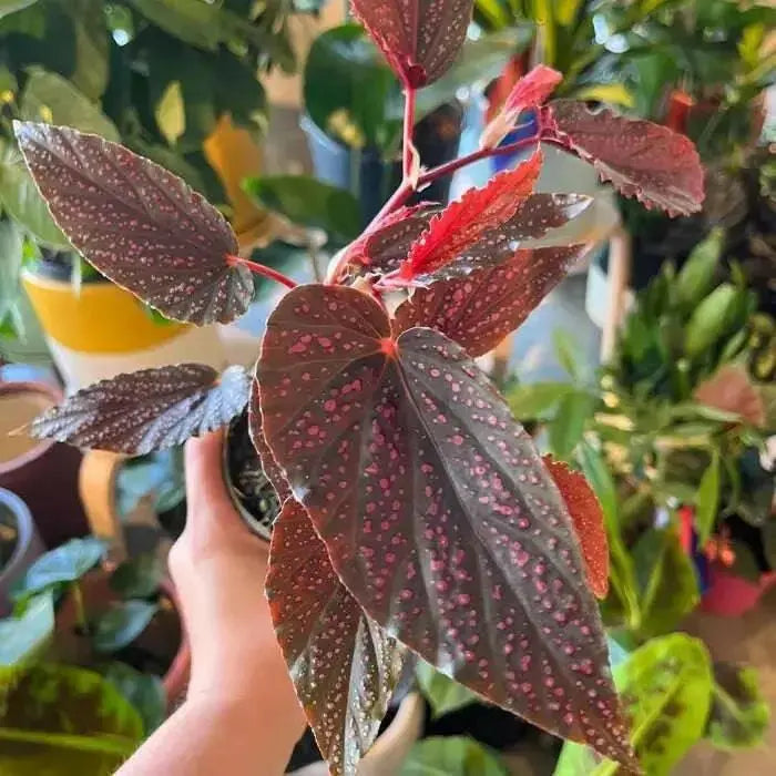 Angel Wing Begonia Maculata Pink Spot(  PLANTS) Fragrant PLANT - Caribbean garden seed