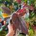 Angel Wing Begonia Maculata Pink Spot(  PLANTS) Fragrant PLANT - Caribbean garden seed