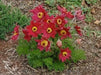 ANEMONE PULSATILLA Seeds~Red Bell (Pasque Flowers) 50 seeds ,Perennial ! - Caribbean garden seed