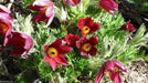 ANEMONE PULSATILLA Seeds~Red Bell (Pasque Flowers) 50 seeds ,Perennial ! - Caribbean garden seed