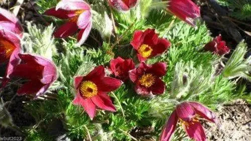 ANEMONE PULSATILLA Seeds~Red Bell (Pasque Flowers) 50 seeds ,Perennial ! - Caribbean garden seed