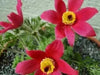 ANEMONE PULSATILLA Seeds~Red Bell (Pasque Flowers) 50 seeds ,Perennial ! - Caribbean garden seed