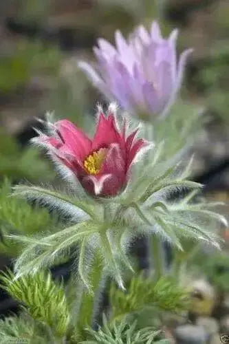 ANEMONE PULSATILLA Seeds~Red Bell (Pasque Flowers) 50 seeds ,Perennial ! - Caribbean garden seed