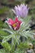 ANEMONE PULSATILLA Seeds~Red Bell (Pasque Flowers) 50 seeds ,Perennial ! - Caribbean garden seed