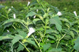 Angel Trumpet Seeds- Datura stramonium , Thorn Apple, - Caribbean garden seed